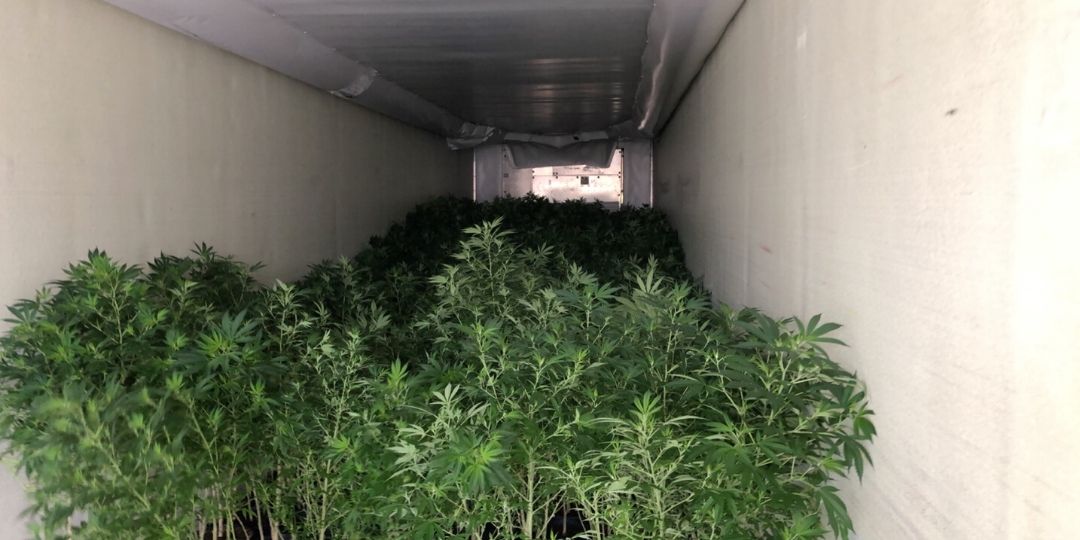 Shipping Live Hemp Plants Fide Freight