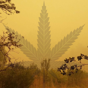 Helping the Hemp Industry during the Western Wildfires